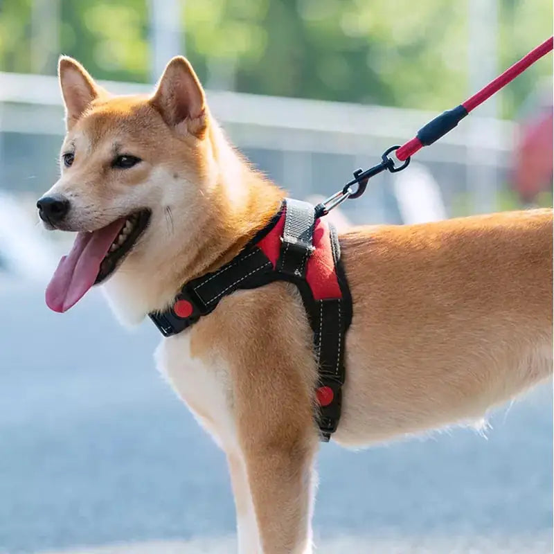 Harness Adjustable Comfort