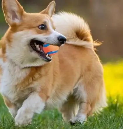 Fetch Ball